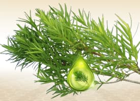 Tea tree leaves