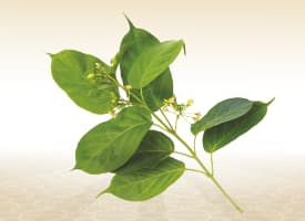 Gudmar