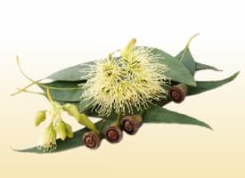 Eucalyptus (Nilgiri)