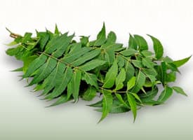 Neem