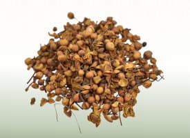 Nagkesar