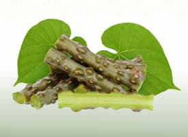 Asparagus