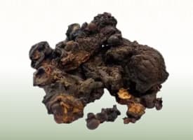 Silk Cotton Tree