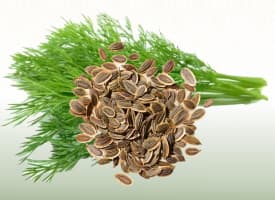 Dill