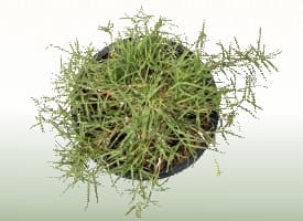 Bermuda Grass