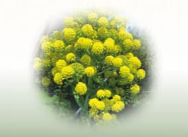 RajahPravartini Vati (Ayurvedic Compound Formulation)