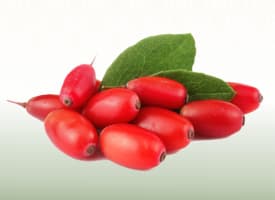 Barberry