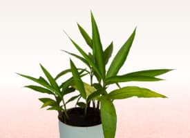 Rasna