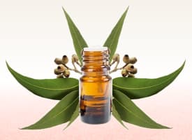 Eucalyptus Oil