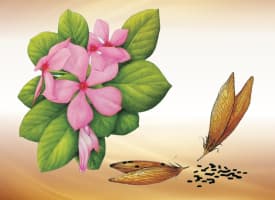 Periwinkle