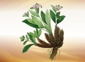Spikenard