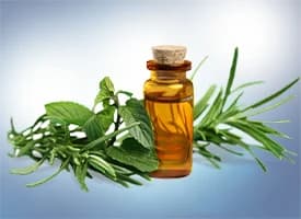 Vetiver essential oil