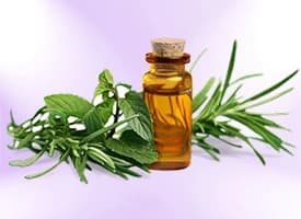 Tea Tree Essential Oil