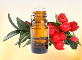 Gandhpura Oil