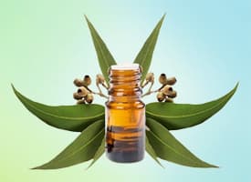 Eucalyptus Essential Oil