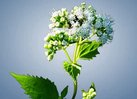 Snakeroot