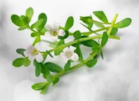 Brahmi