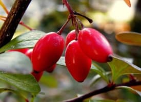 Barberry