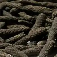 Long pepper
