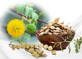 Acacia
