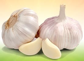 Garlic