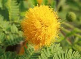 Acacia